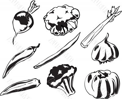 Vegetables illustration