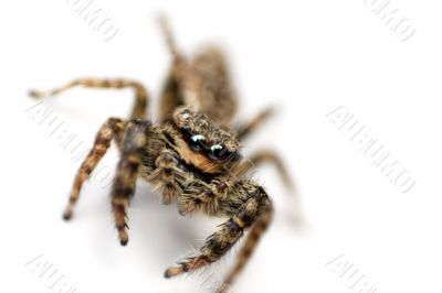 Crawling Spider - Front View