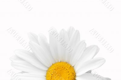 Camomile close-up.