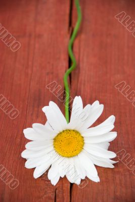Camomile on a tree