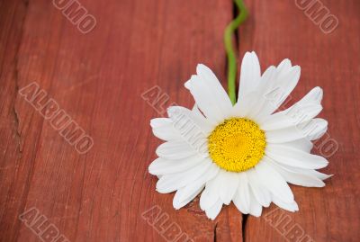 Camomile on a bench