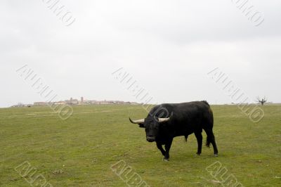 Charging Bull