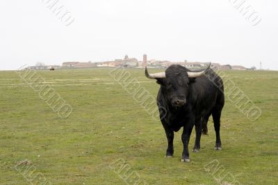 Spanish Bulls