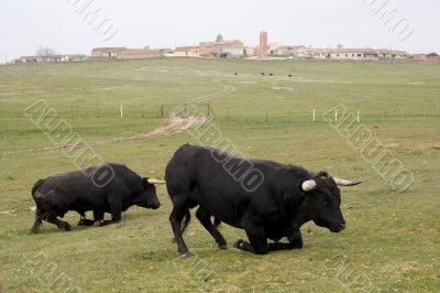 Crouching Bulls