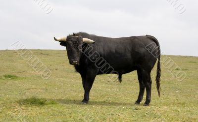 Black Bull