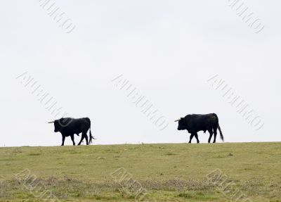Grazing Bulls