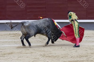 Matador