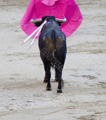 Bull and Cape