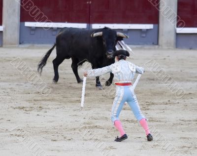 Banderillero and Bull