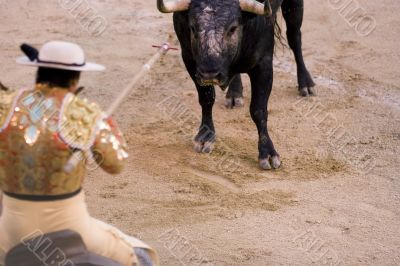 Picador