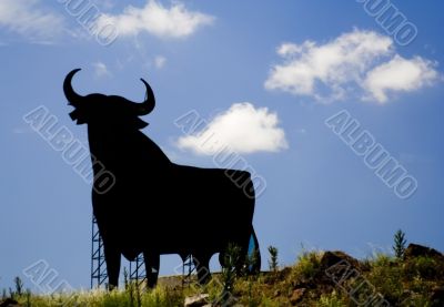 Bull in Spain