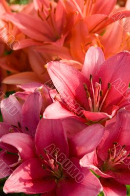 Bouquet of pink lilies in a garden
