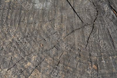 texture of old wood cut