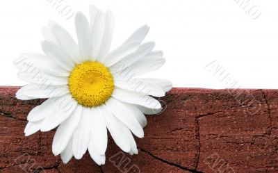 Camomile on a log.