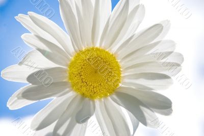 Camomile on a background of the sky