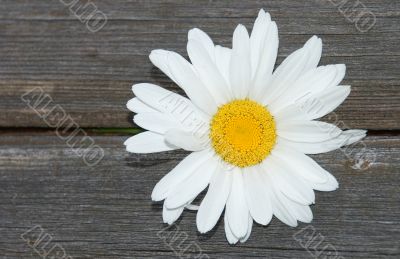 Camomile on a grey tree