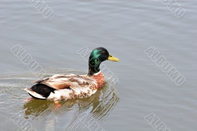 Mallard Swimming