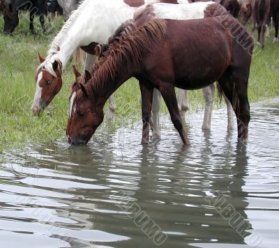 ponies in water