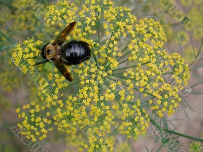 bee on yellow flower of bronze fennel