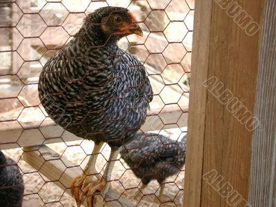 barnyard chicken