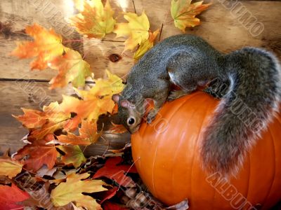 pumpkin with squirrel on top