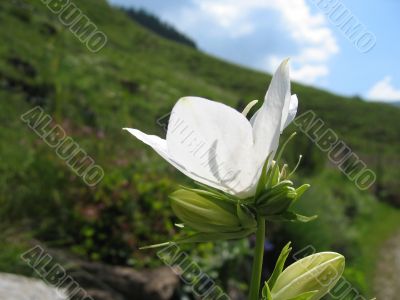 Closeup Flower