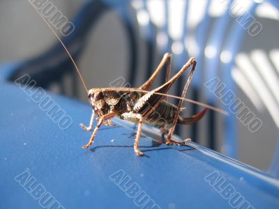 Grasshopper closeup