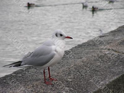 Sea Gull