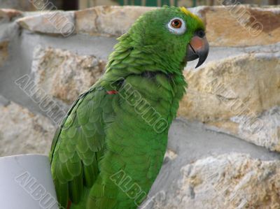 Parrot