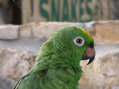 Parrot