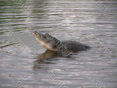 Crocodile