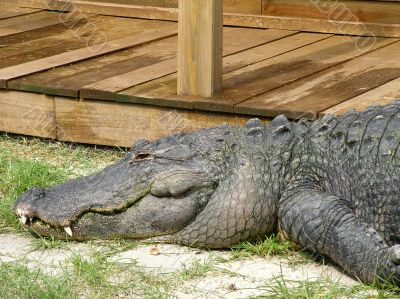Crocodile