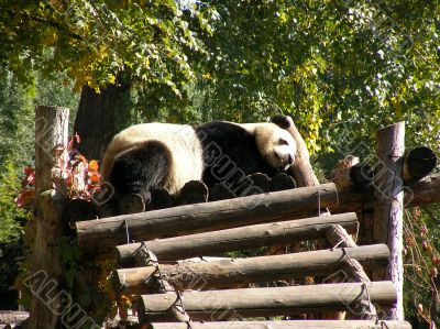 Giant Panda in Beijing