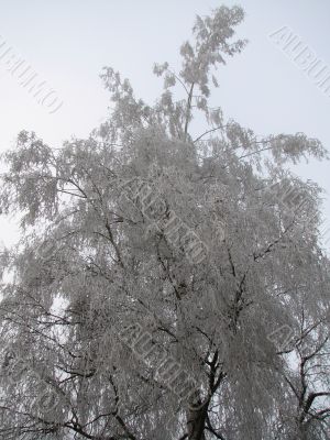 Snowy tree