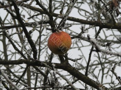 Last apple on a frosty tree