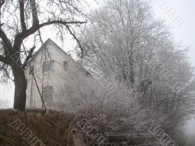 Frosty tree in front of a house
