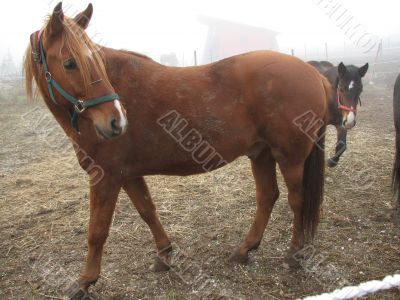 Horse on a frosty feedlot