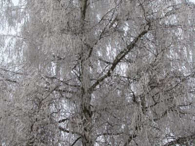Frosty tree