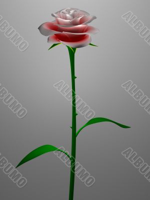 Red / Pink rose