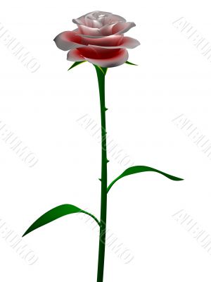 Red / Pink rose