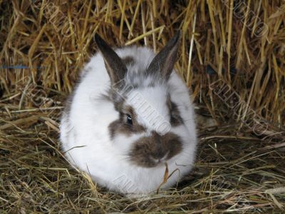 White rabbit
