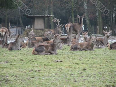 Red deer