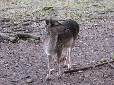 Red deer
