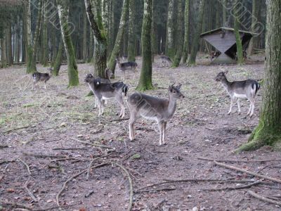 Red deer