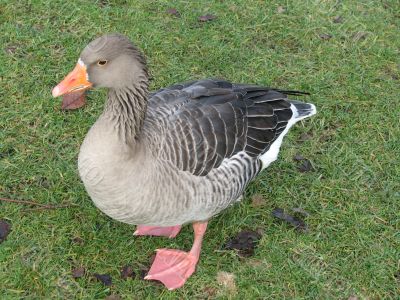 Duck on grass
