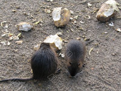 Beavers eating