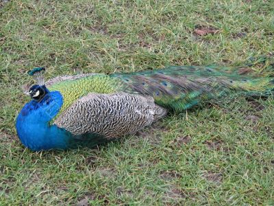 Peacock