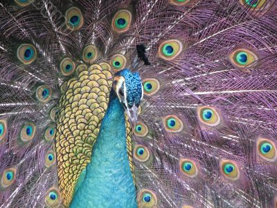 Peacock posing