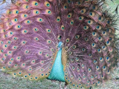 Peacock posing
