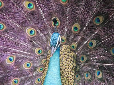 Peacock posing